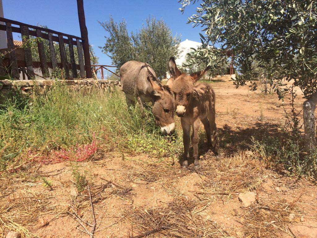 Agriturismo Mieleamaro Villa Olbia Dış mekan fotoğraf