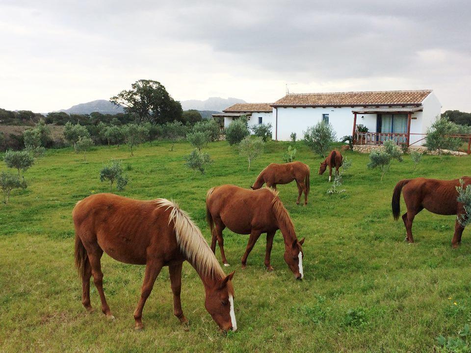 Agriturismo Mieleamaro Villa Olbia Dış mekan fotoğraf